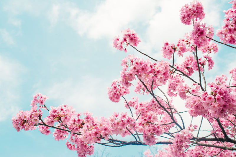 Sakurelle, Vibrant Pink Blossom Sky Mural Wallpaper