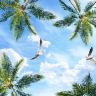 Solaria, Palm Canopy Sky Wallpaper Mural