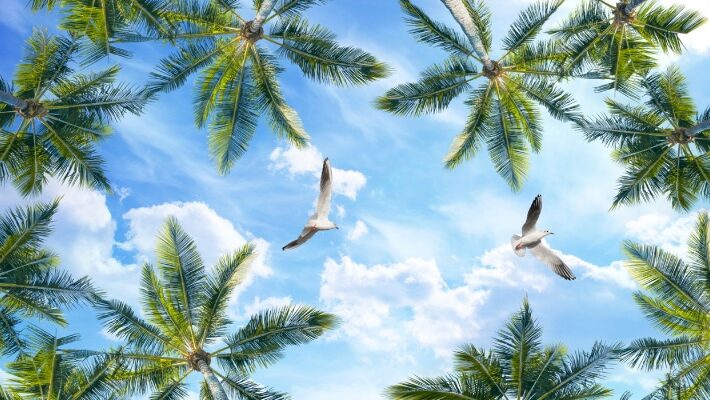 Solaria, Palm Canopy Sky Wallpaper Mural