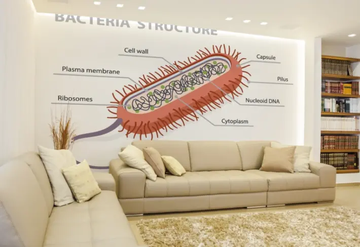 Bacteria Structure Educational Wallpaper