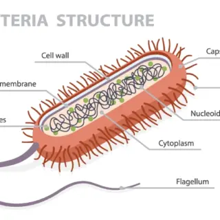 Bacteria Structure Educational Wallpaper