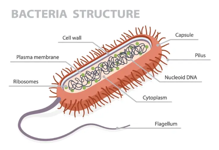 Bacteria Structure Educational Wallpaper