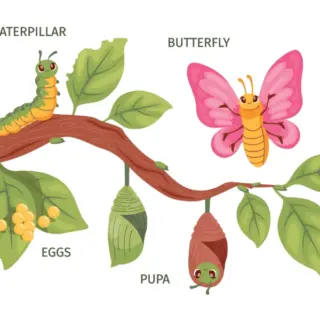 Butterfly Life Cycle Educational Wallpaper