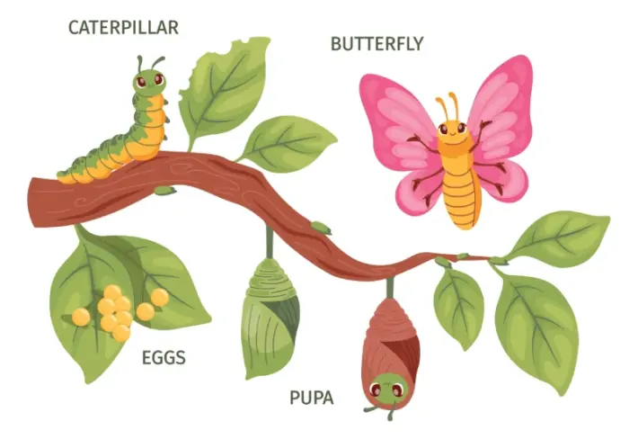 Butterfly Life Cycle Educational Wallpaper
