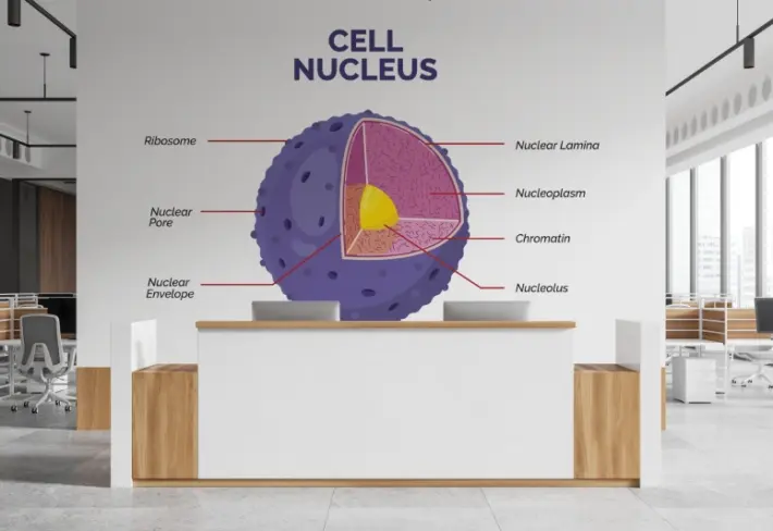 Cell Nucleus Educational Wallpaper
