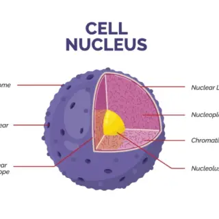 Cell Nucleus Educational Wallpaper
