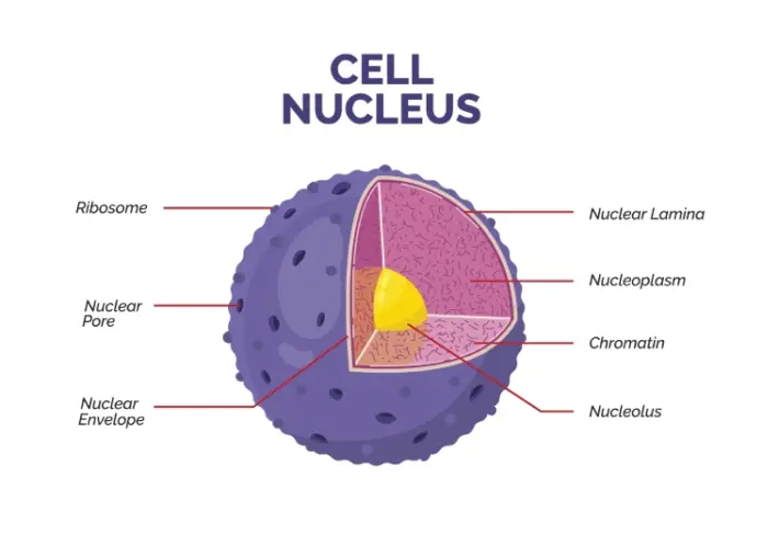 Cell Nucleus Educational Wallpaper