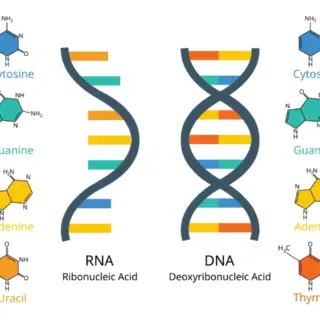 DNA & RNA Educational Science Wallpaper
