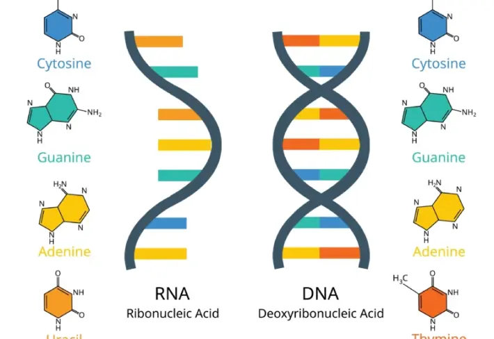 DNA & RNA Educational Science Wallpaper