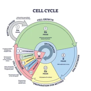 Educational Cell Cycle Diagram Wallpaper