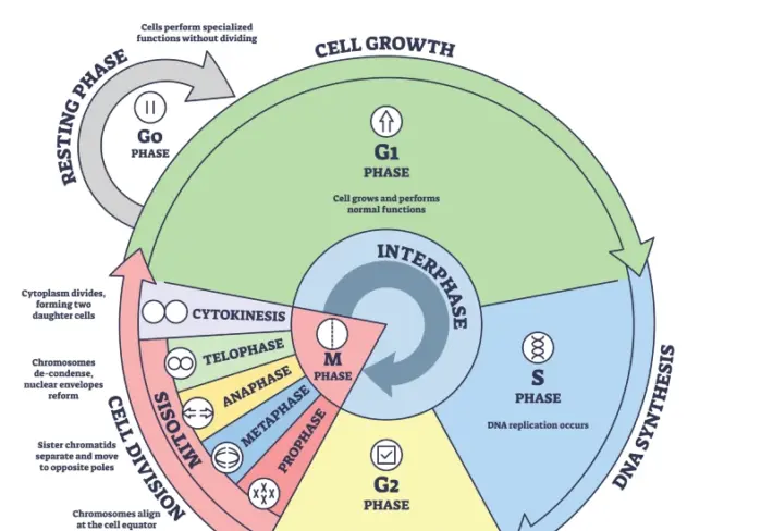 Educational Cell Cycle Diagram Wallpaper