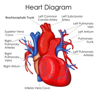 Educational Human Heart Diagram Wallpaper