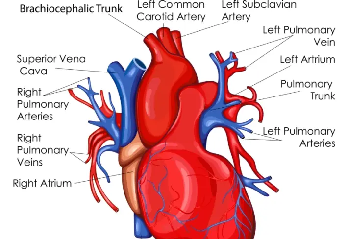 Educational Human Heart Diagram Wallpaper