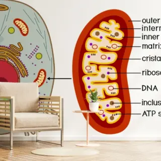 Educational Mitochondria Diagram Wallpaper