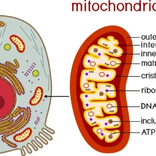 Educational Mitochondria Diagram Wallpaper