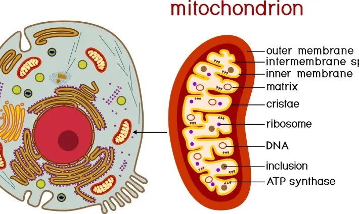 Educational Mitochondria Diagram Wallpaper