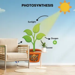 Photosynthesis Educational Wallpaper