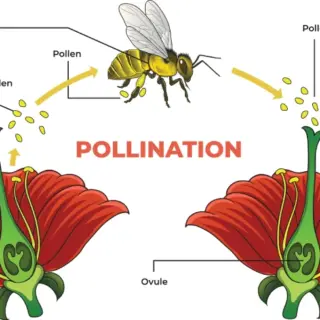 Pollination Process Educational Wallpaper