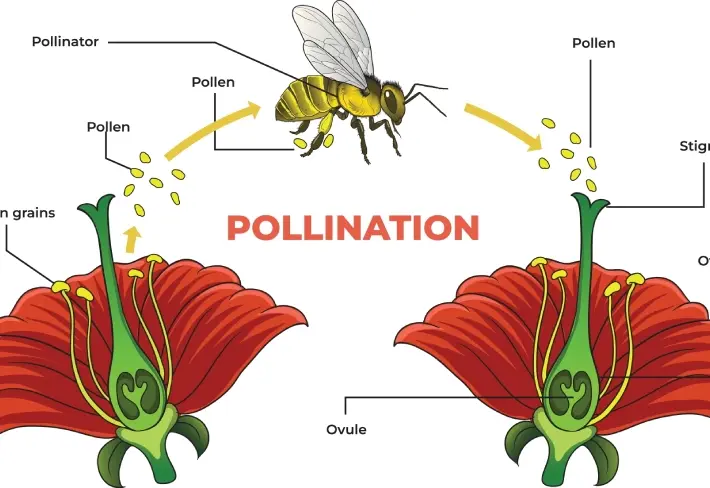 Pollination Process Educational Wallpaper